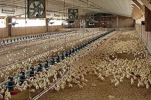 اهمیت کنترل دمای سالن های مرغداری