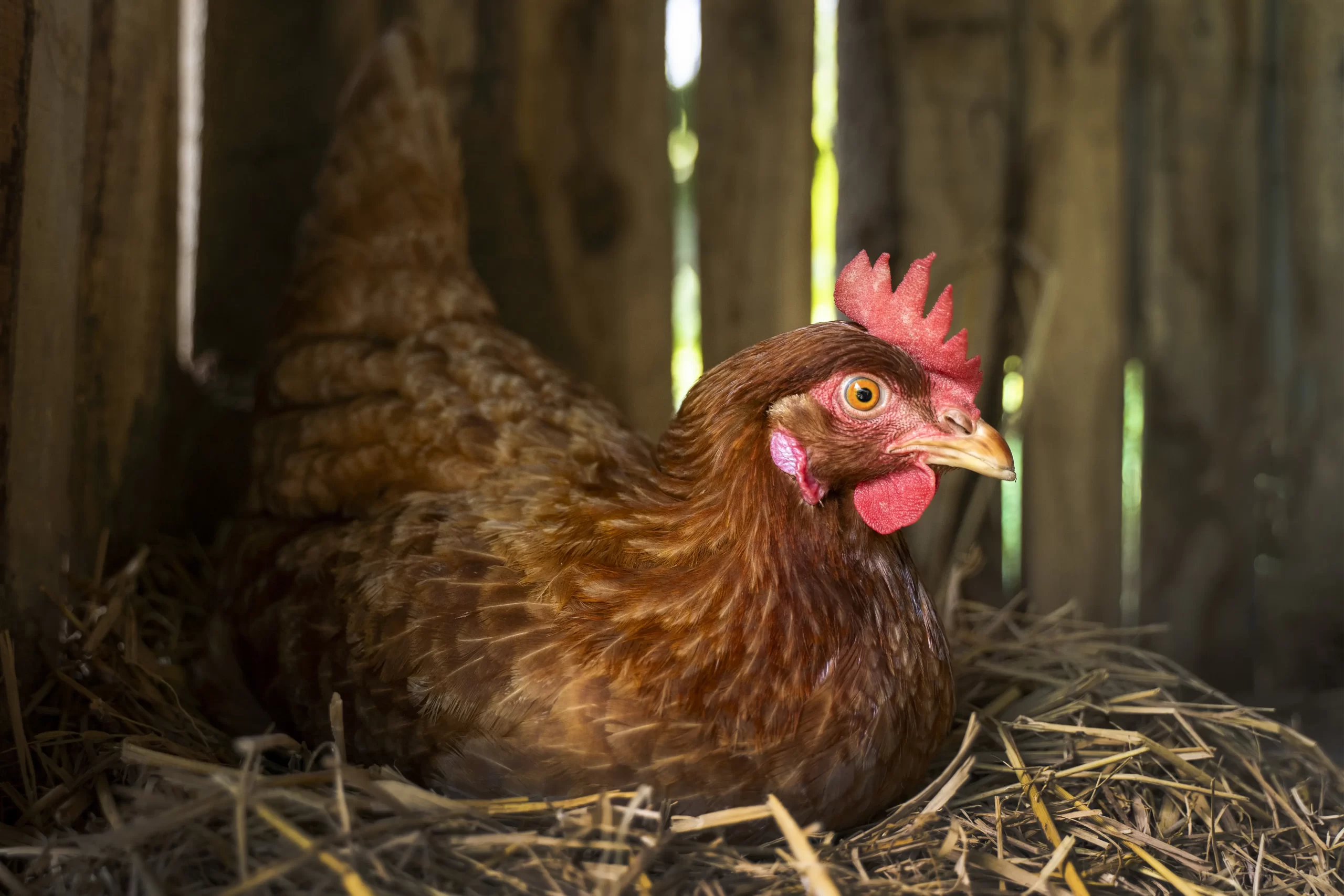 high-angle-hen-sitting-hay-farm