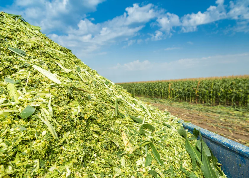 cornsilage-processing