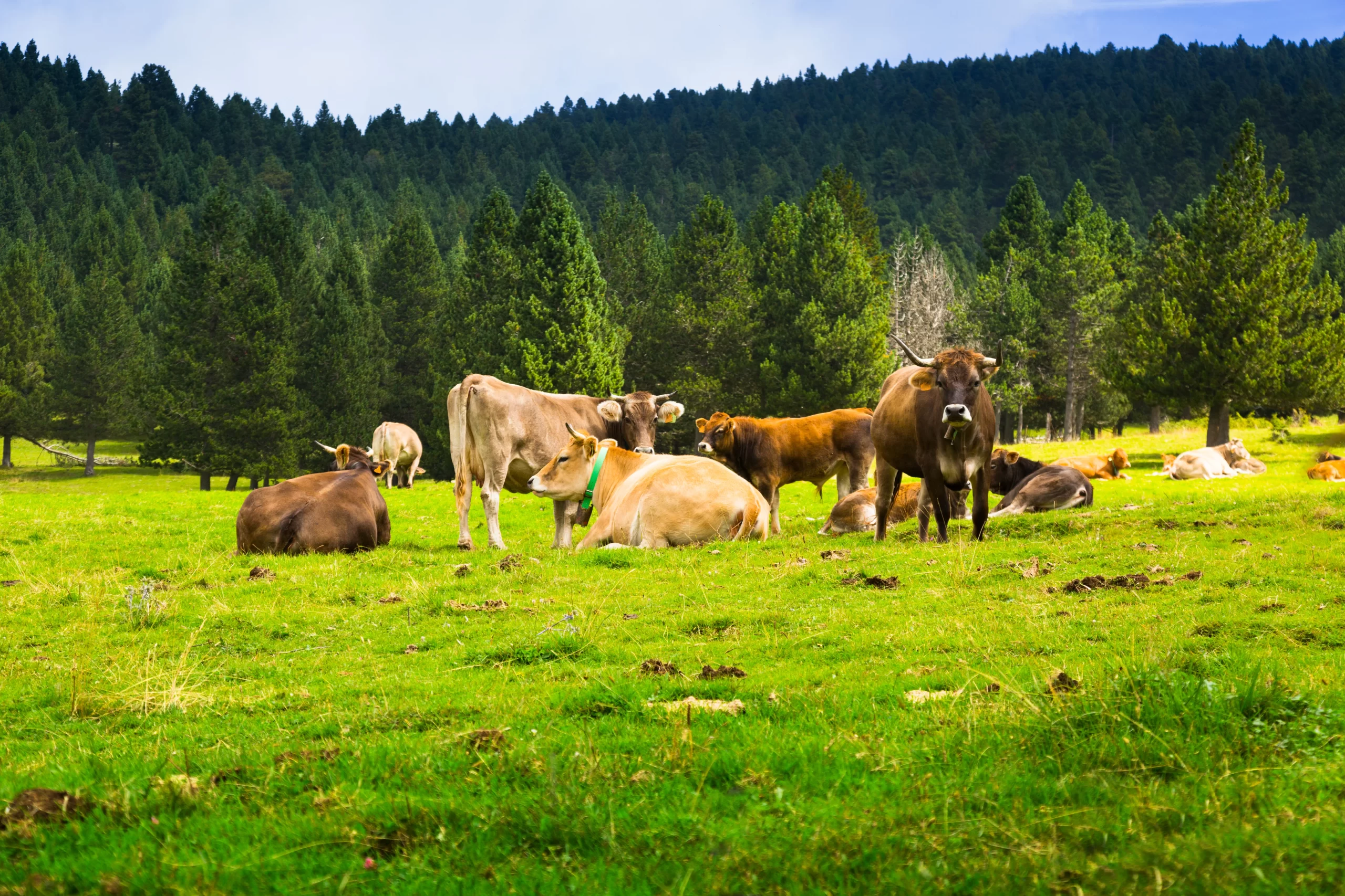 few-cows-meadow
