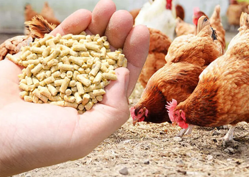 hen