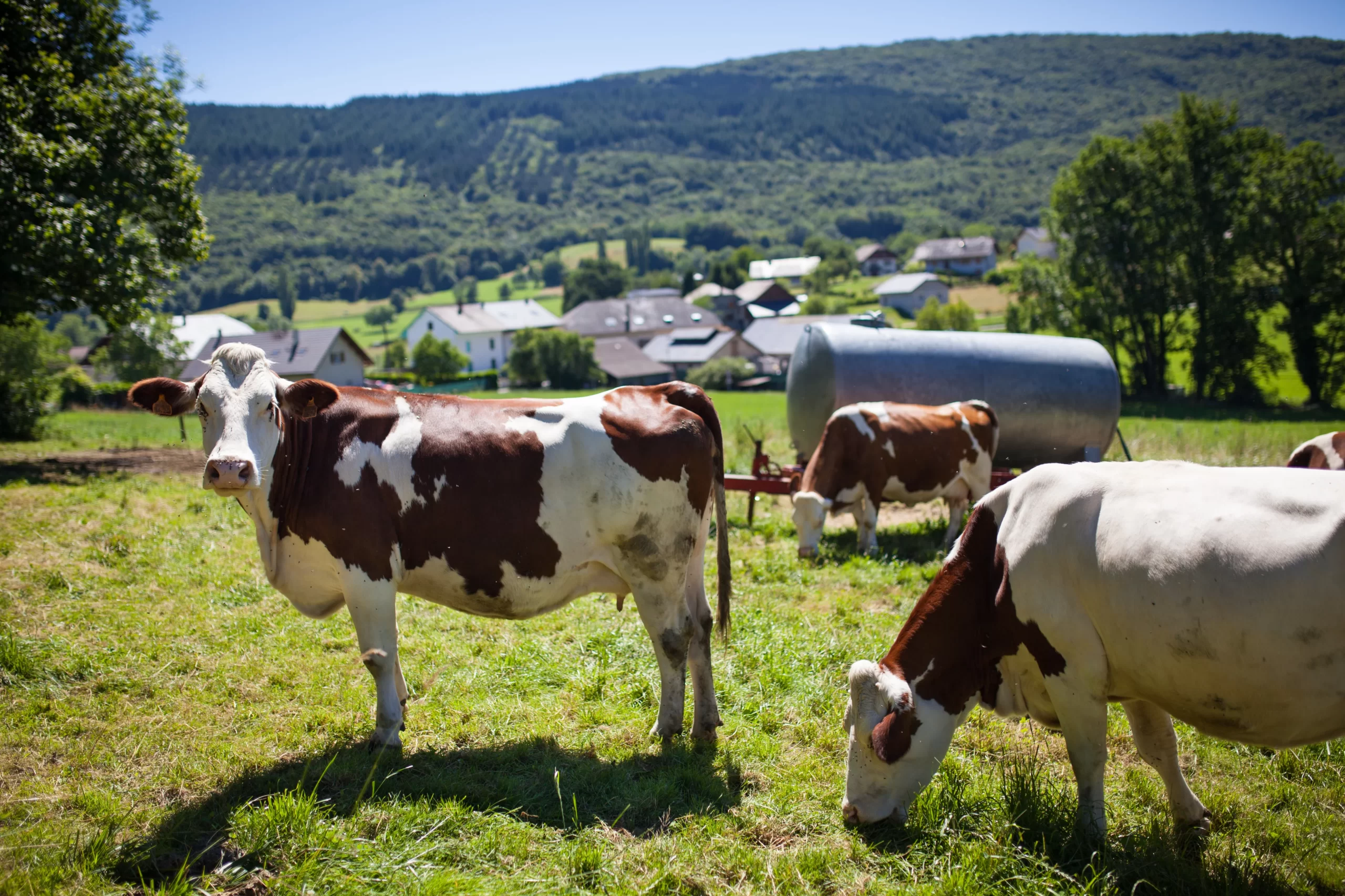 herd-cows-producing-milk-gruyere-cheese-france-spring (1)