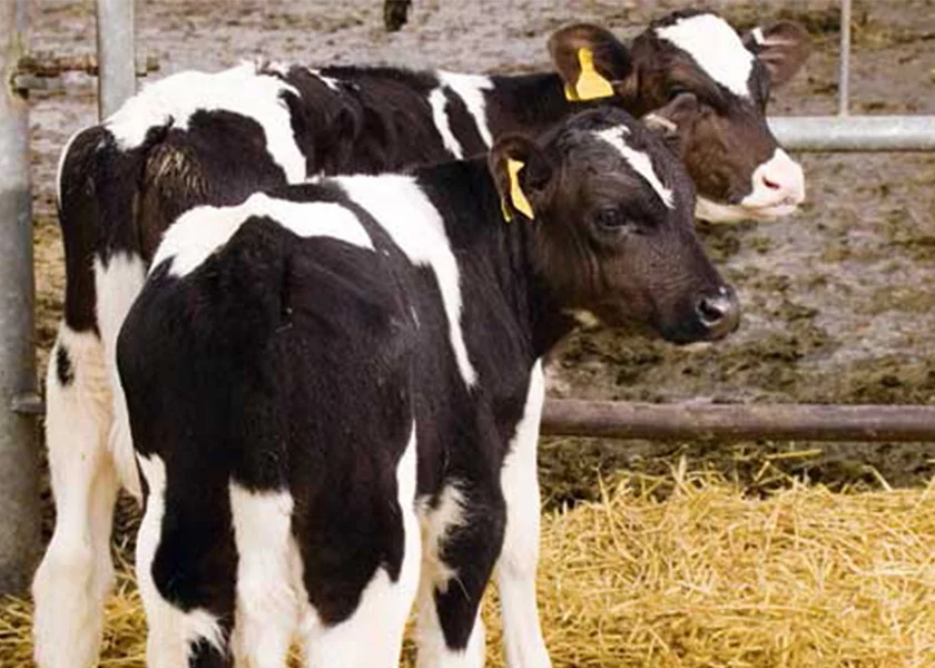 post-weaning-calves