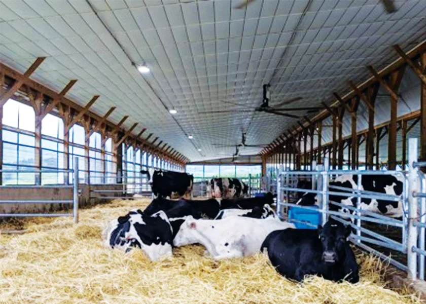 transition-cow-comfort